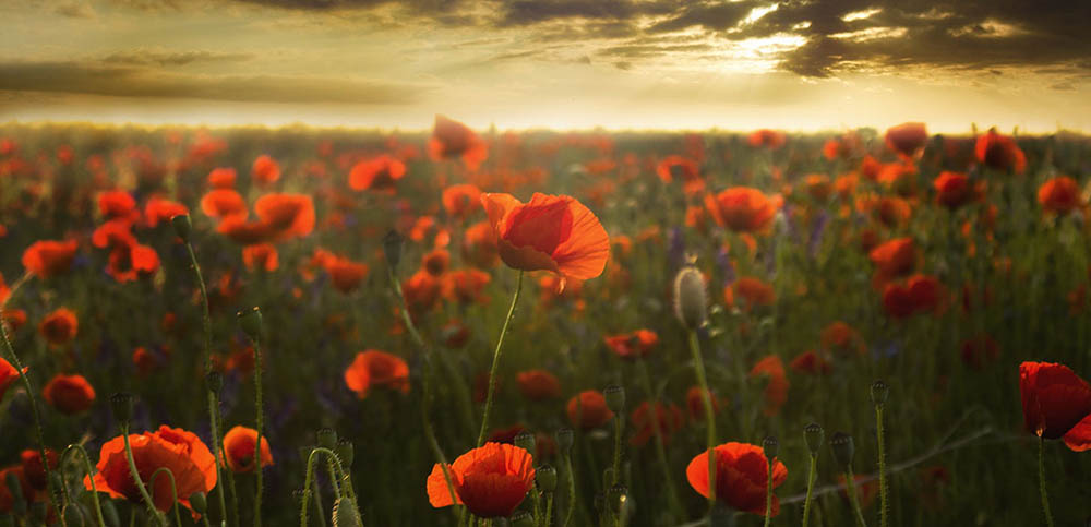 Remembrance Day Feature